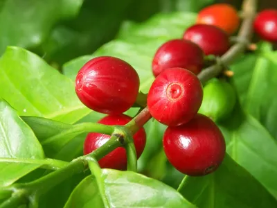 Coffee Farm Experience photo 6