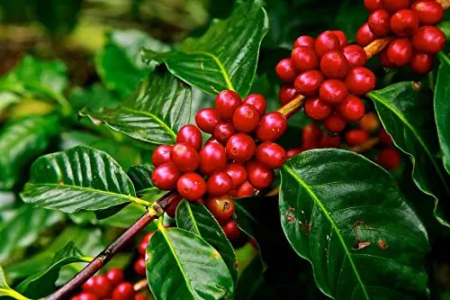 Coffee Farm Experience photo 3