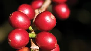 Coffee Farm Experience photo 5