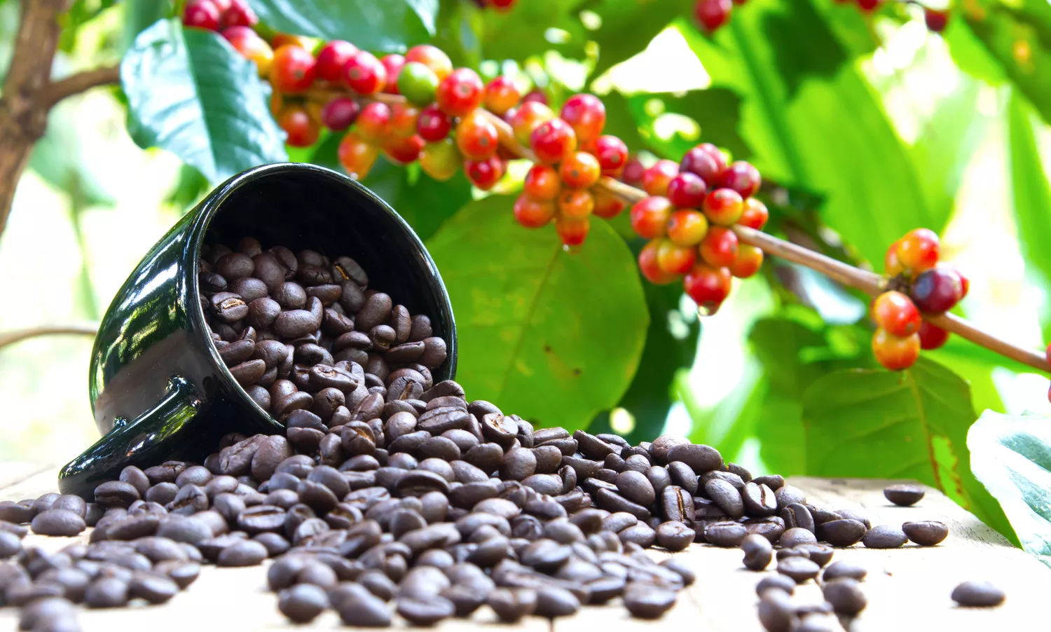 Coffee Farm Experience photo 4